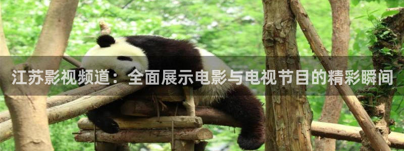橘子视频官网：江苏影视频道：全面展示电影与电视节目的精彩瞬间